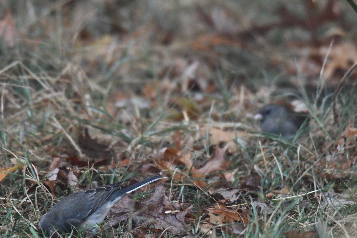 ユキヒメドリ - ML646632269