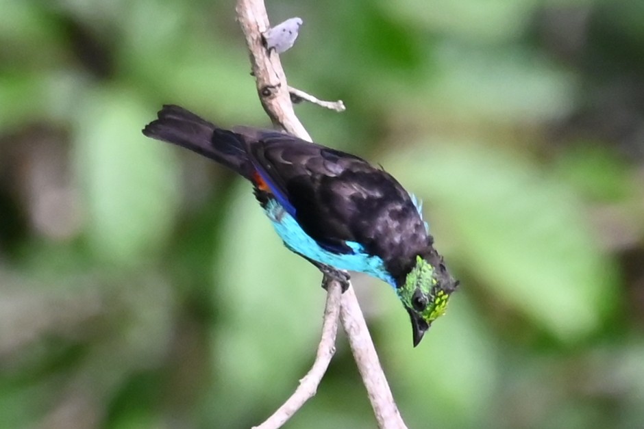 Paradise Tanager - ML646632271