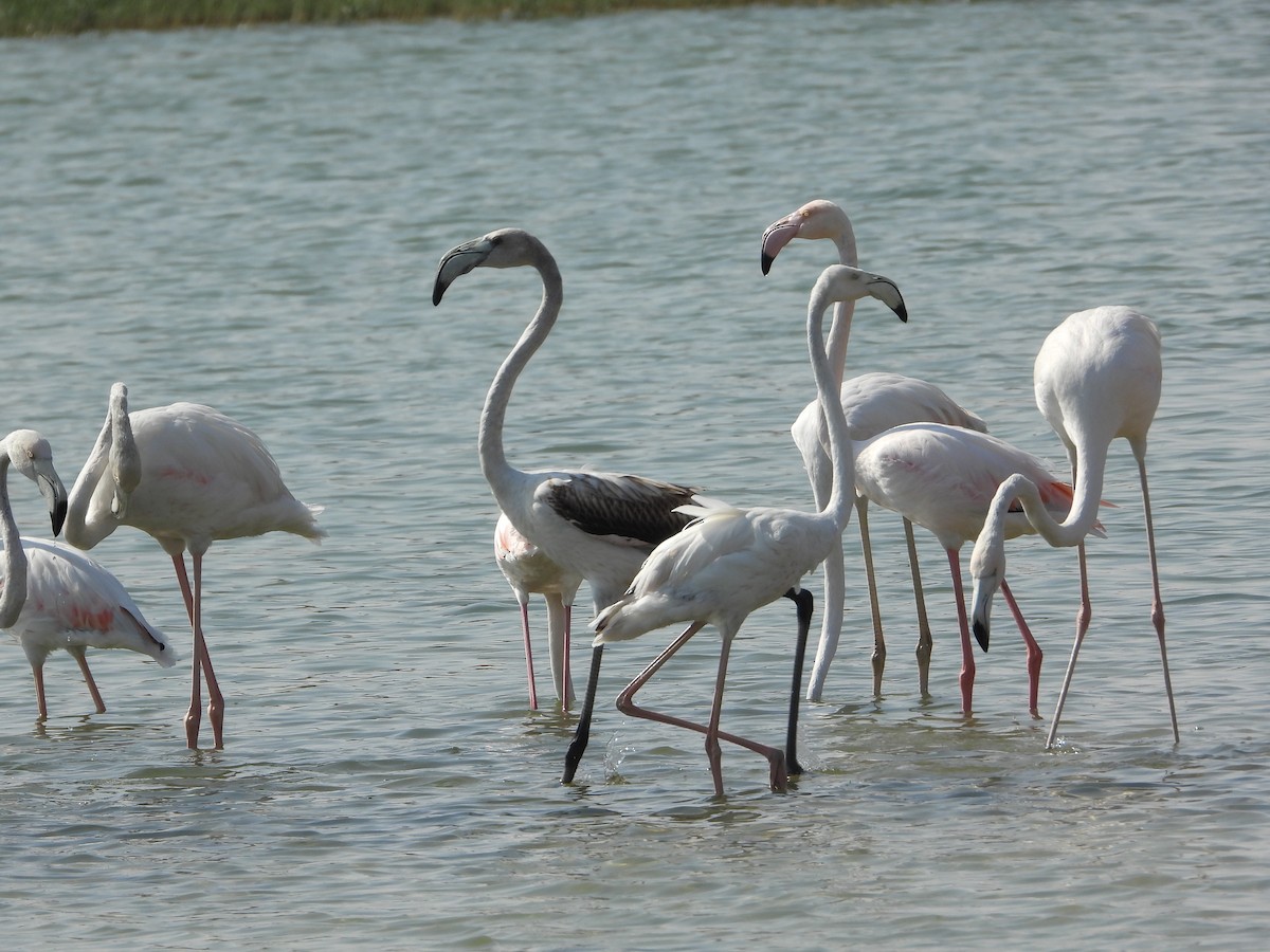 Ягаан нал - ML646632272