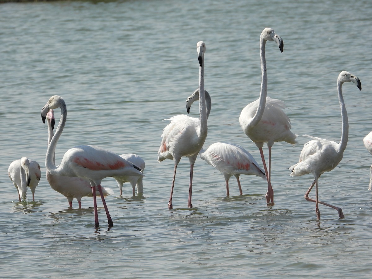 Ягаан нал - ML646632273