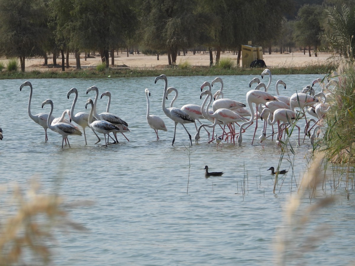 Ягаан нал - ML646632274