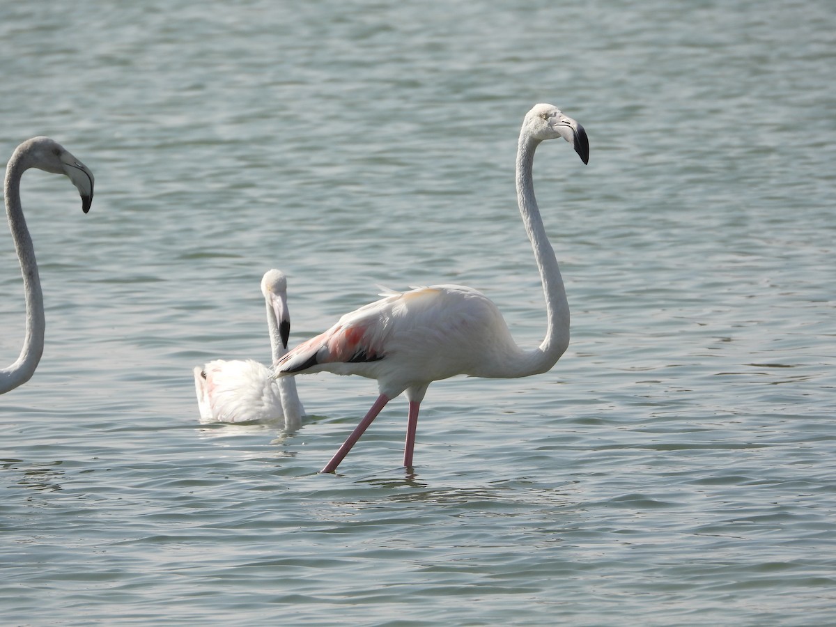 Ягаан нал - ML646632275