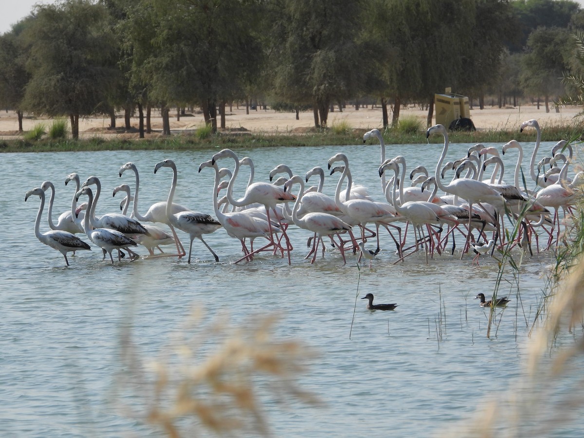 Ягаан нал - ML646632276