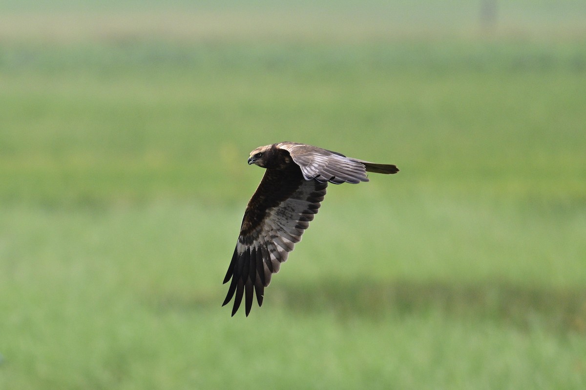 Rohrweihe - ML646632285