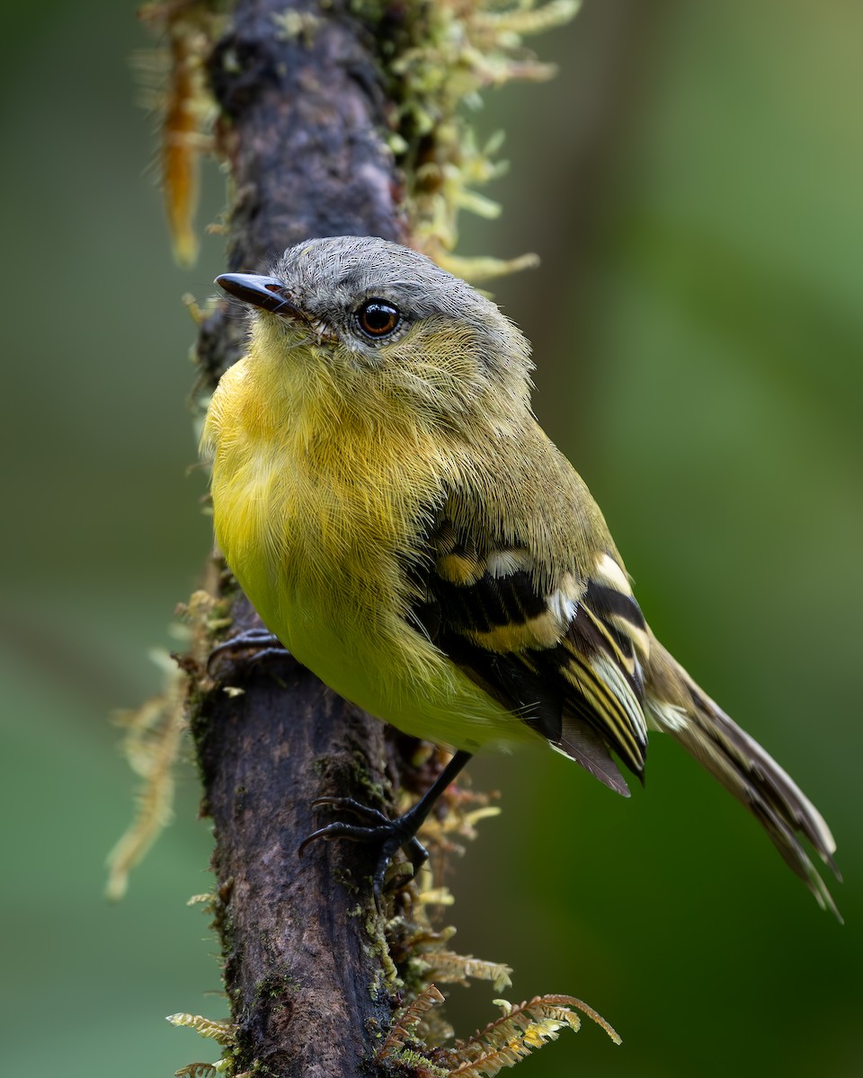 Handsome Flycatcher - ML646632286