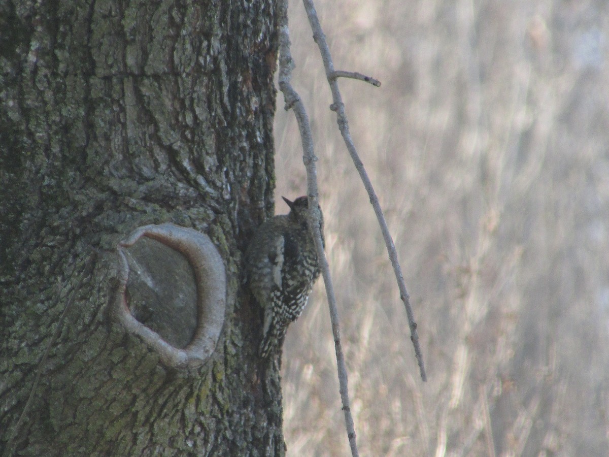 Yellow-bellied Sapsucker - ML646632288