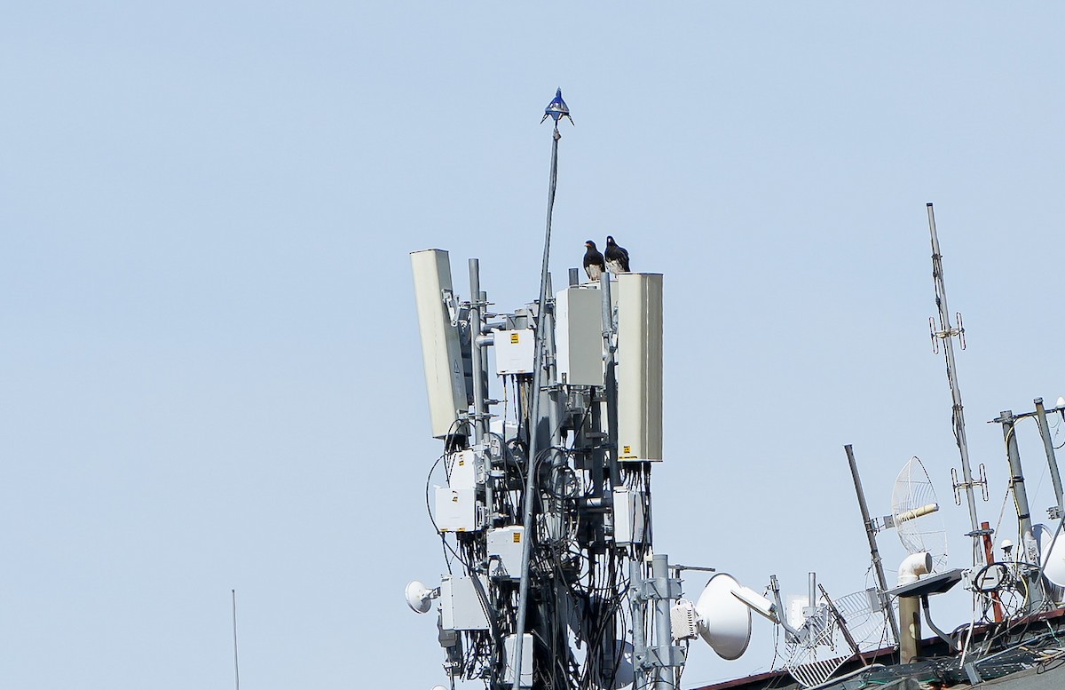 Mountain Caracara - ML646632289