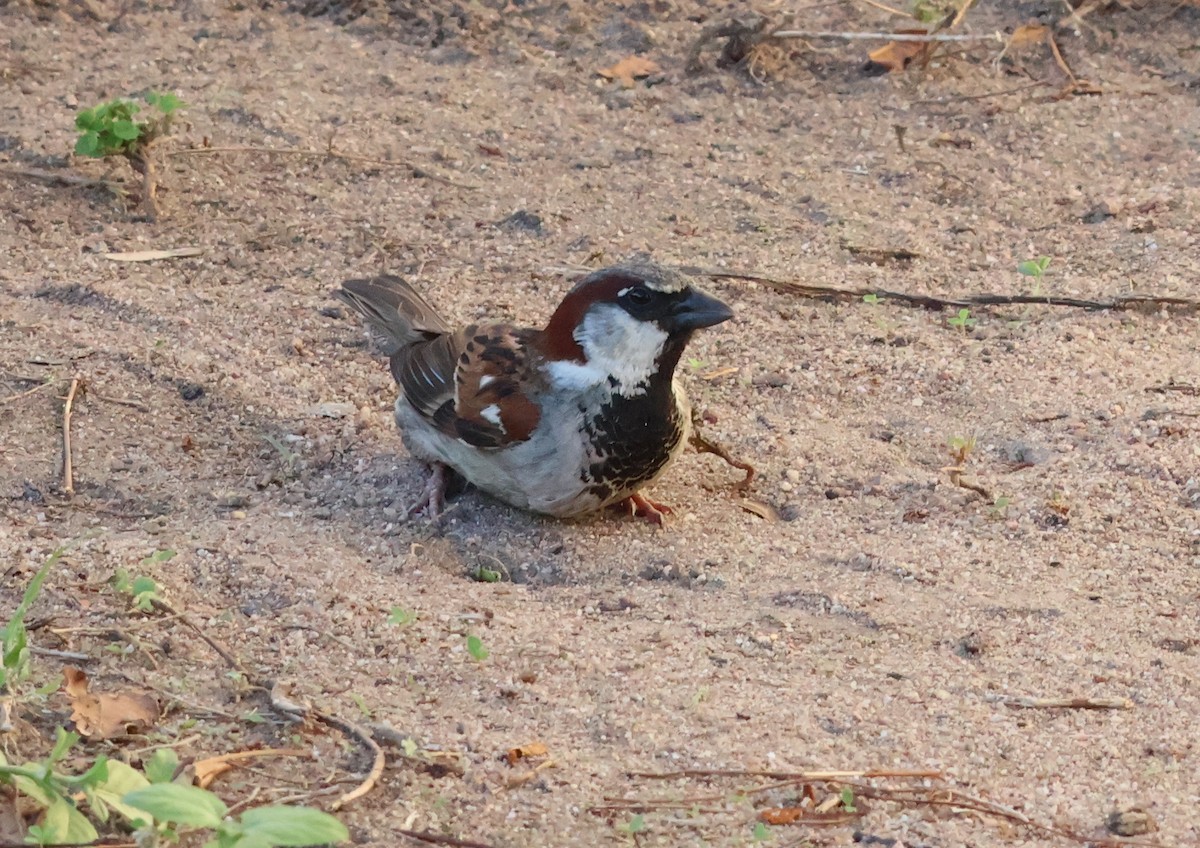 House Sparrow - ML646632294