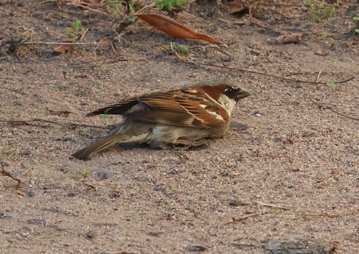 House Sparrow - ML646632296