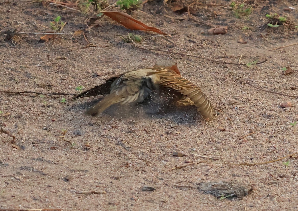 House Sparrow - ML646632297