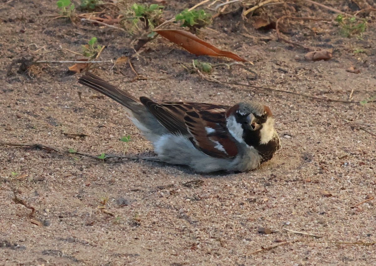 House Sparrow - ML646632299