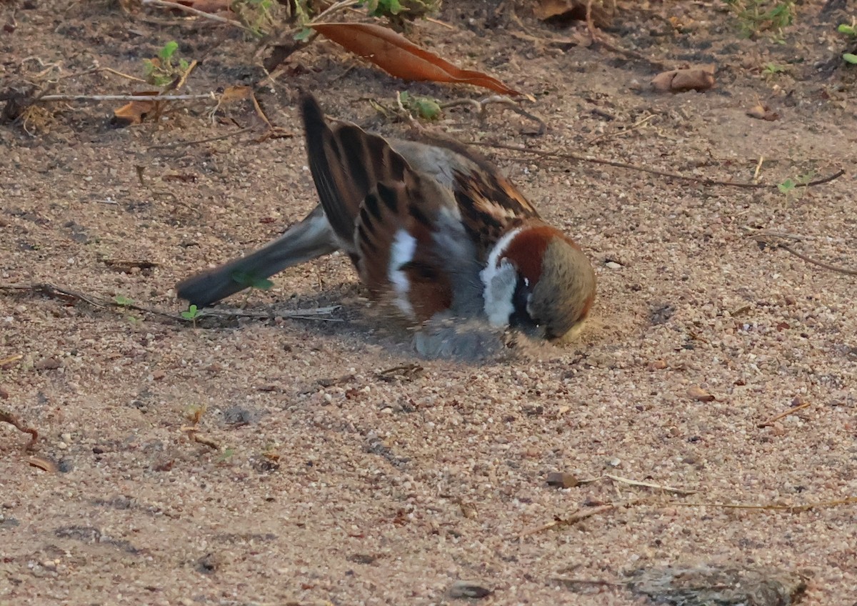 House Sparrow - ML646632300