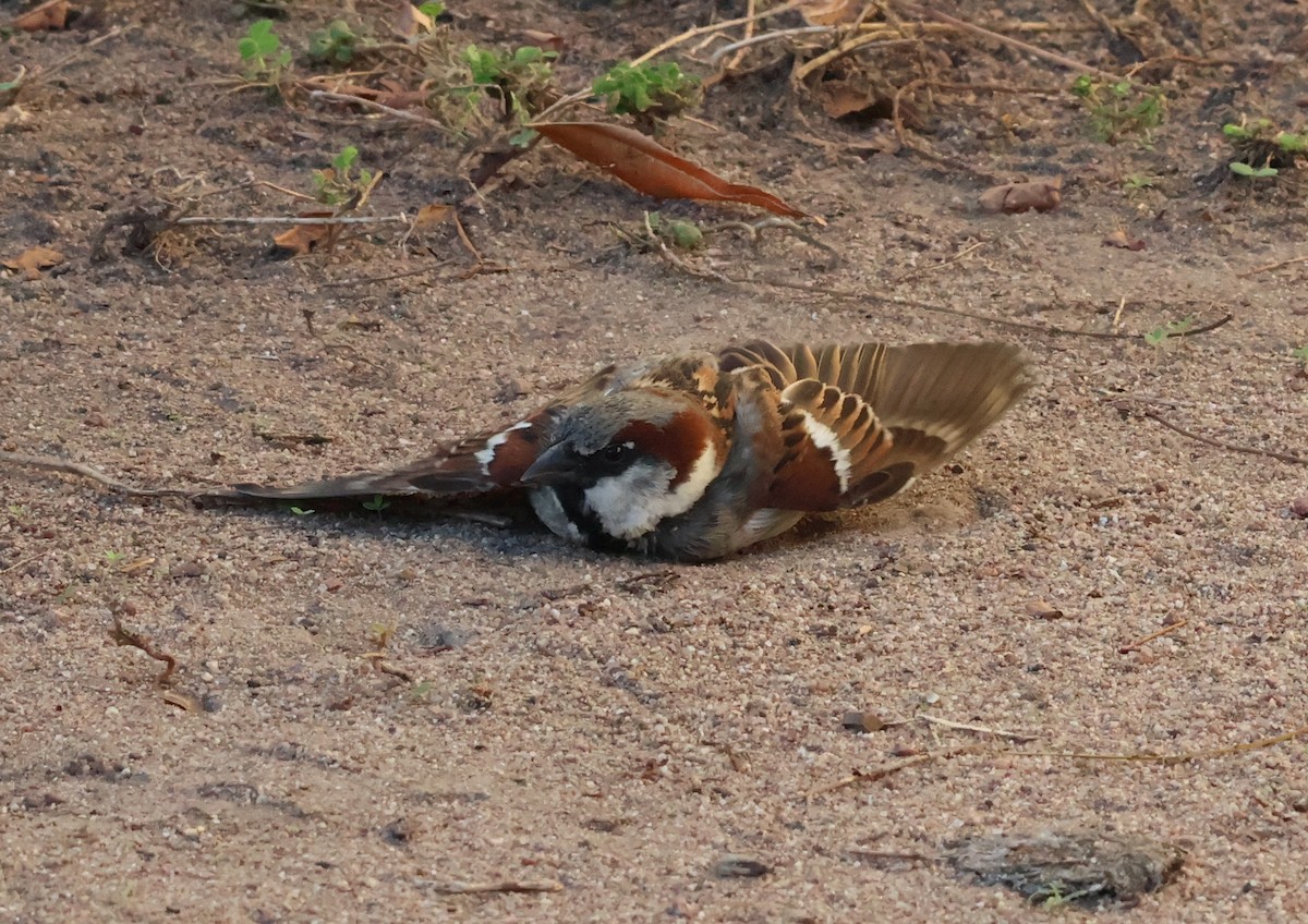 House Sparrow - ML646632301