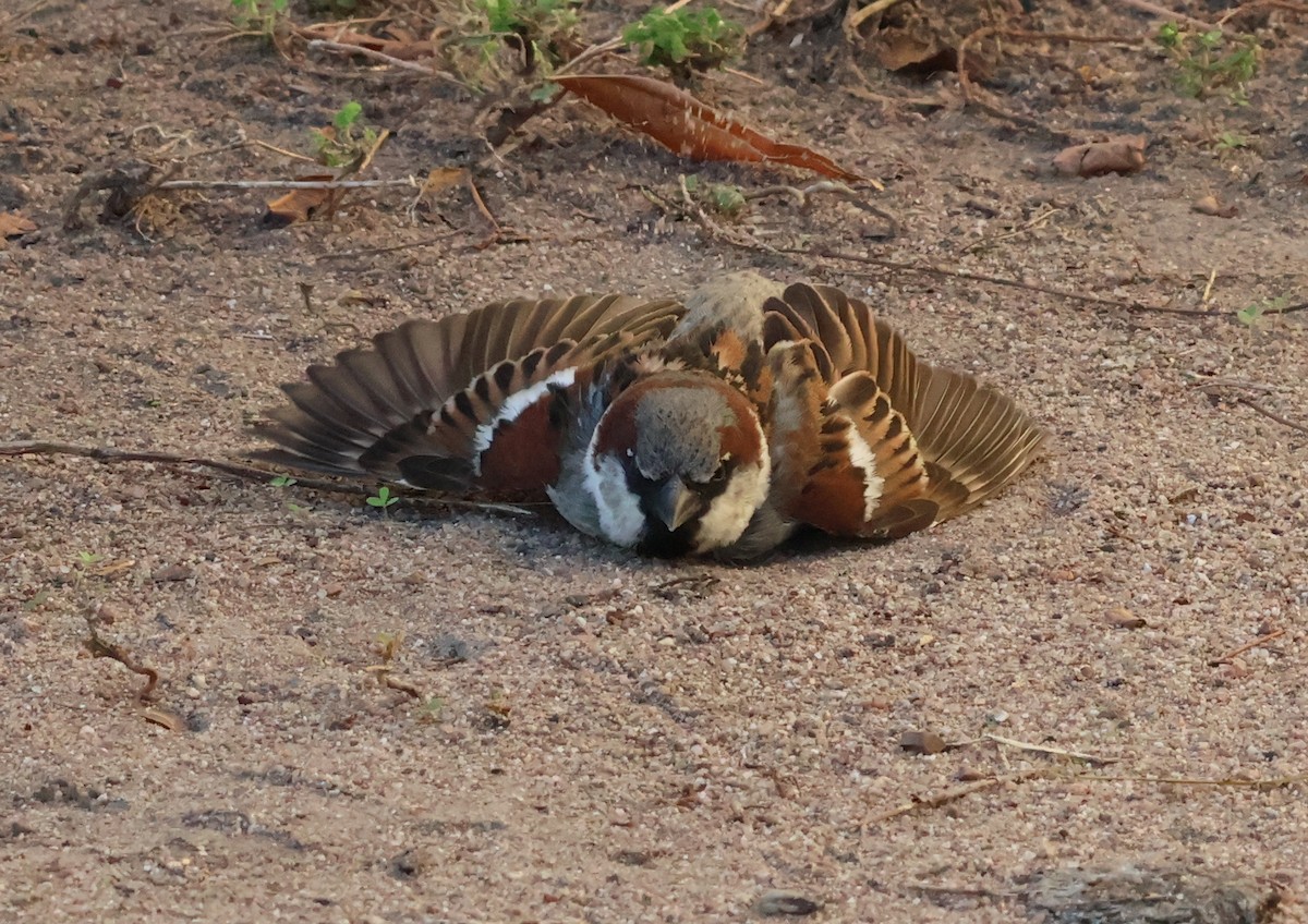 House Sparrow - ML646632302