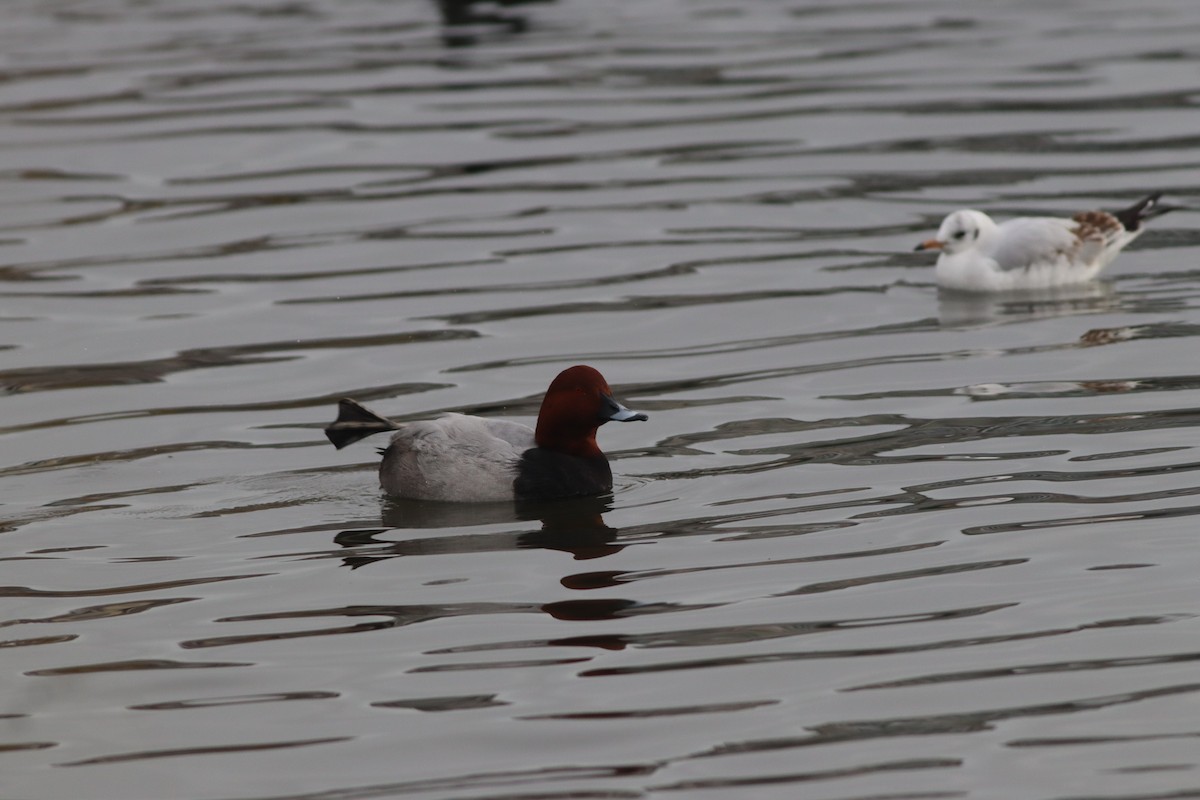 Красноголовый нырок - ML646632303