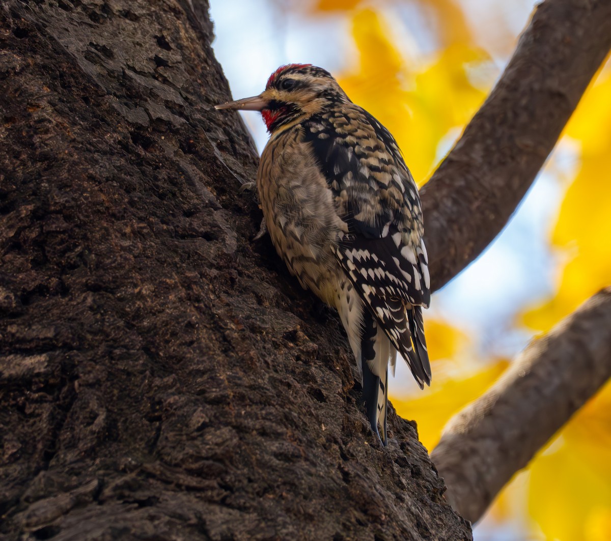 Yellow-bellied Sapsucker - ML646632309