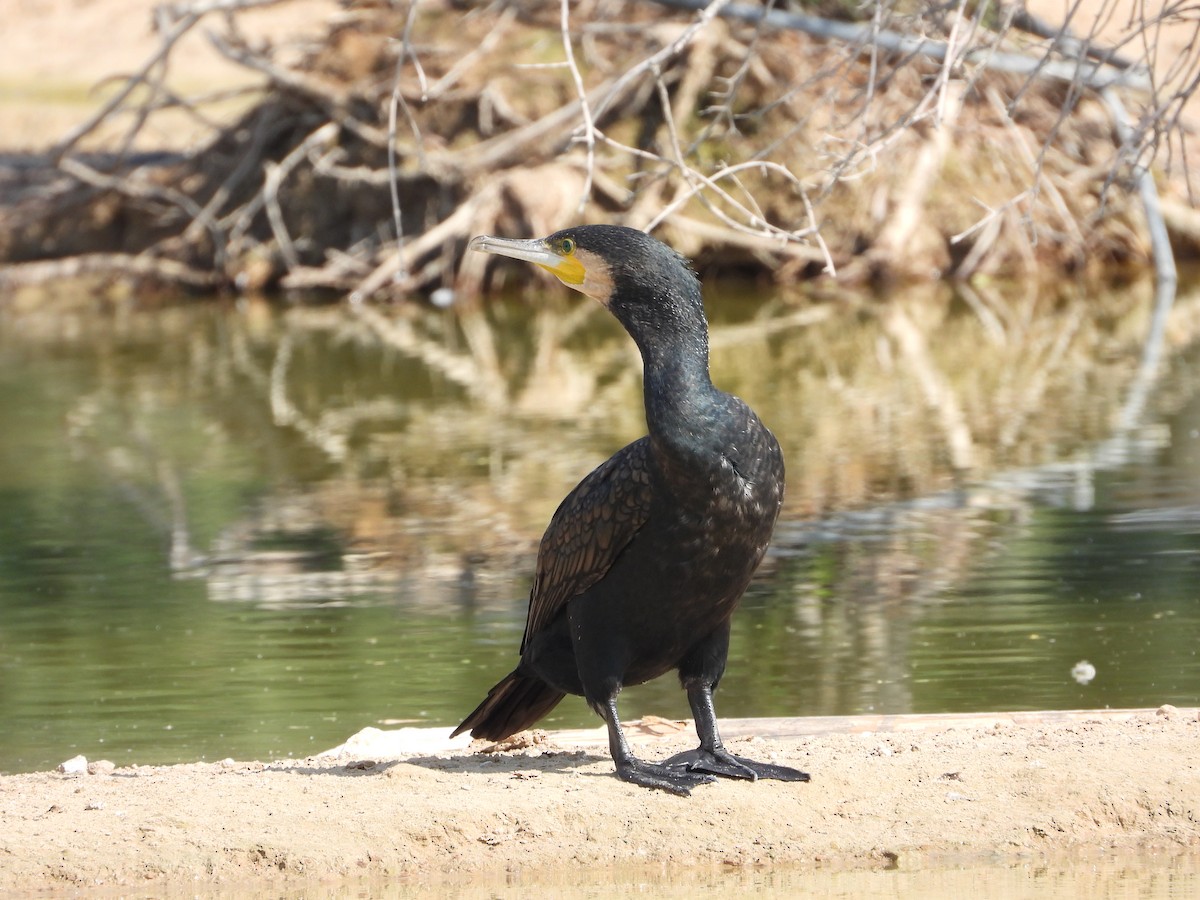 カワウ - ML646632310