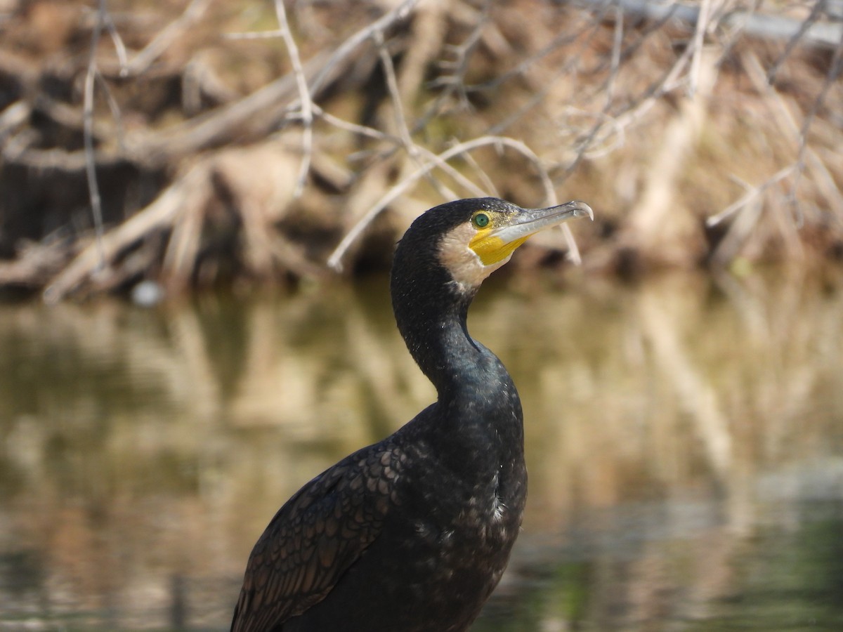 カワウ - ML646632311