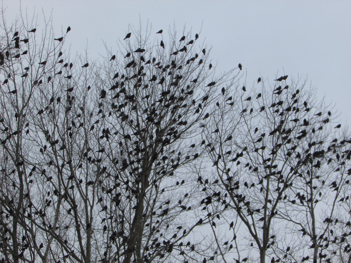 Common Grackle (Bronzed) - ML646632312