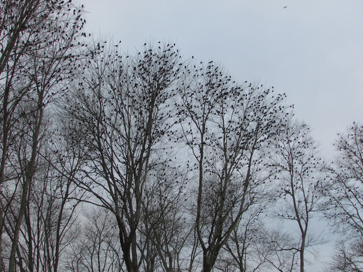 Common Grackle (Bronzed) - ML646632313