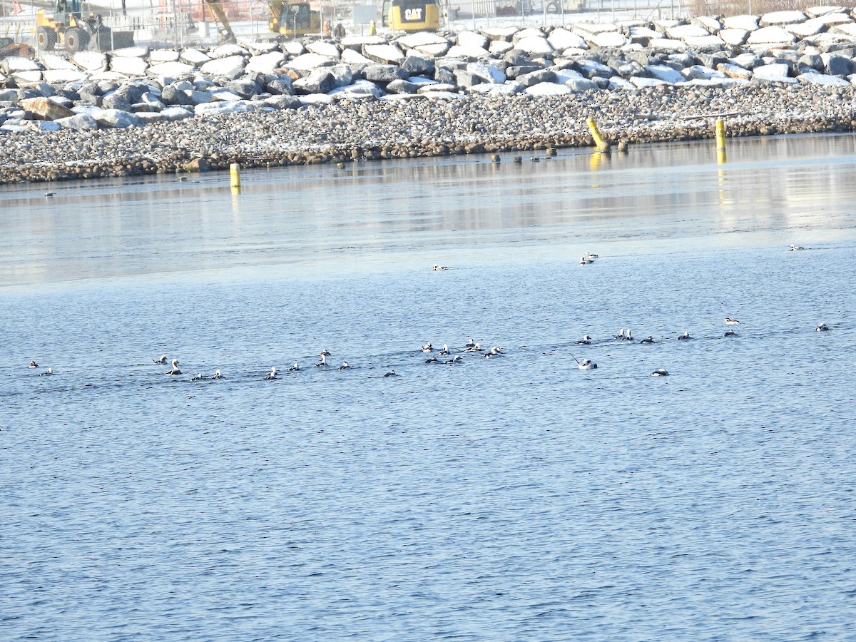 Izotz-ahatea - ML646632314