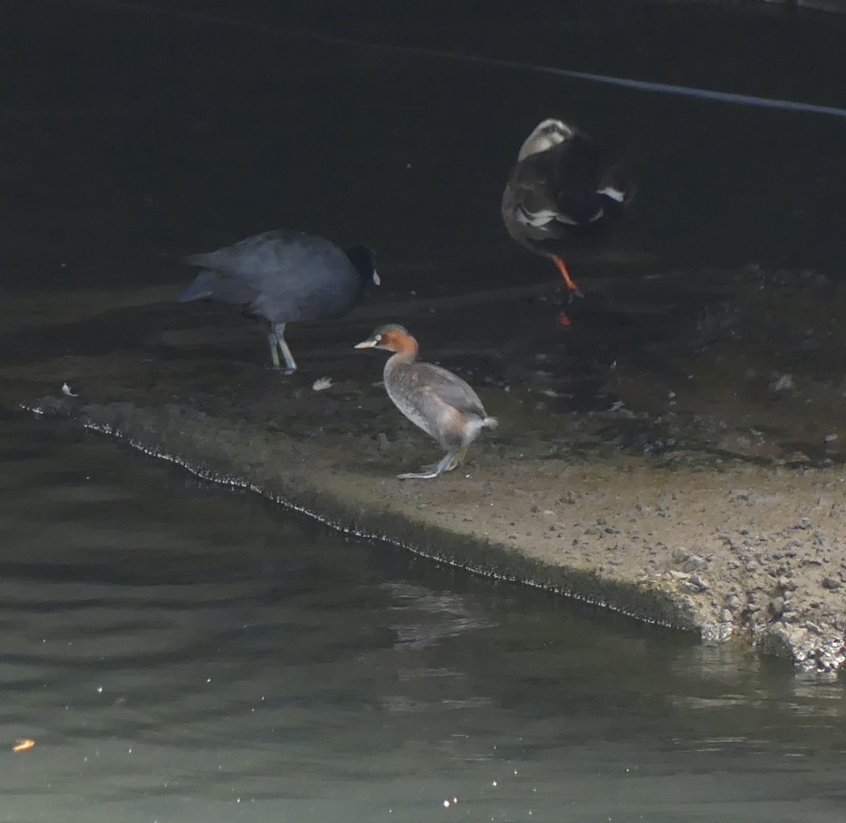 カイツブリ - ML646632315