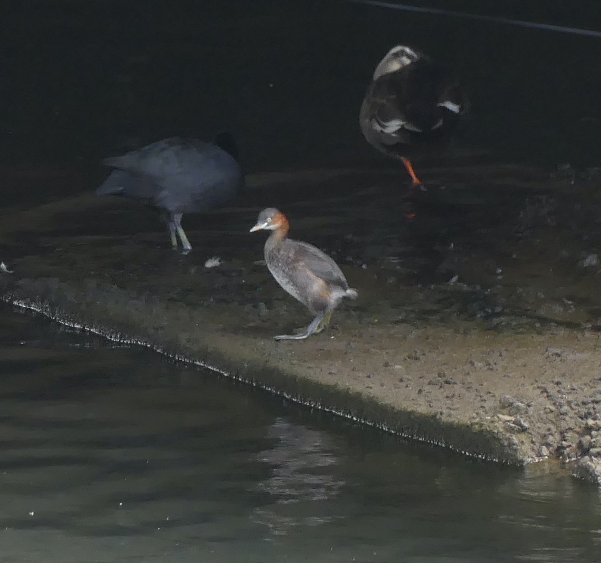 カイツブリ - ML646632316