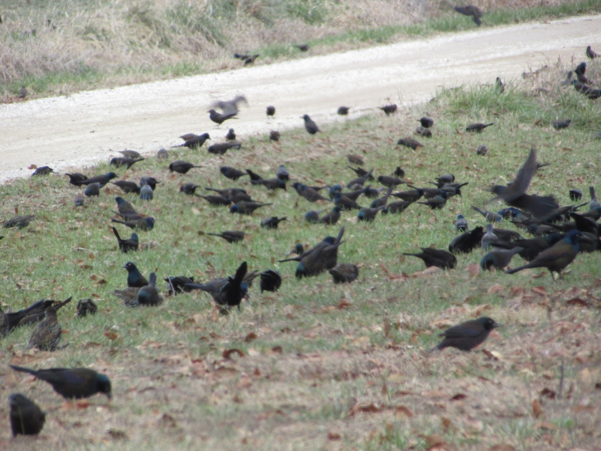 Common Grackle (Bronzed) - ML646632319