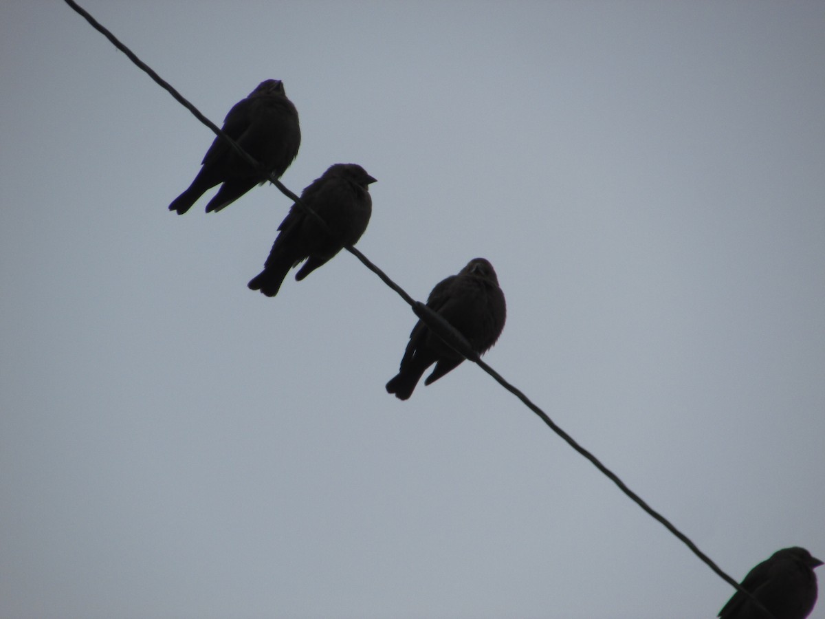 Braunkopf-Kuhstärling - ML646632320