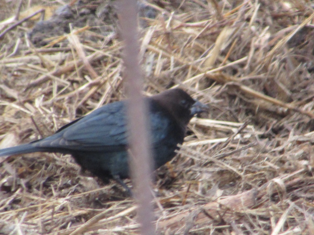 Braunkopf-Kuhstärling - ML646632321