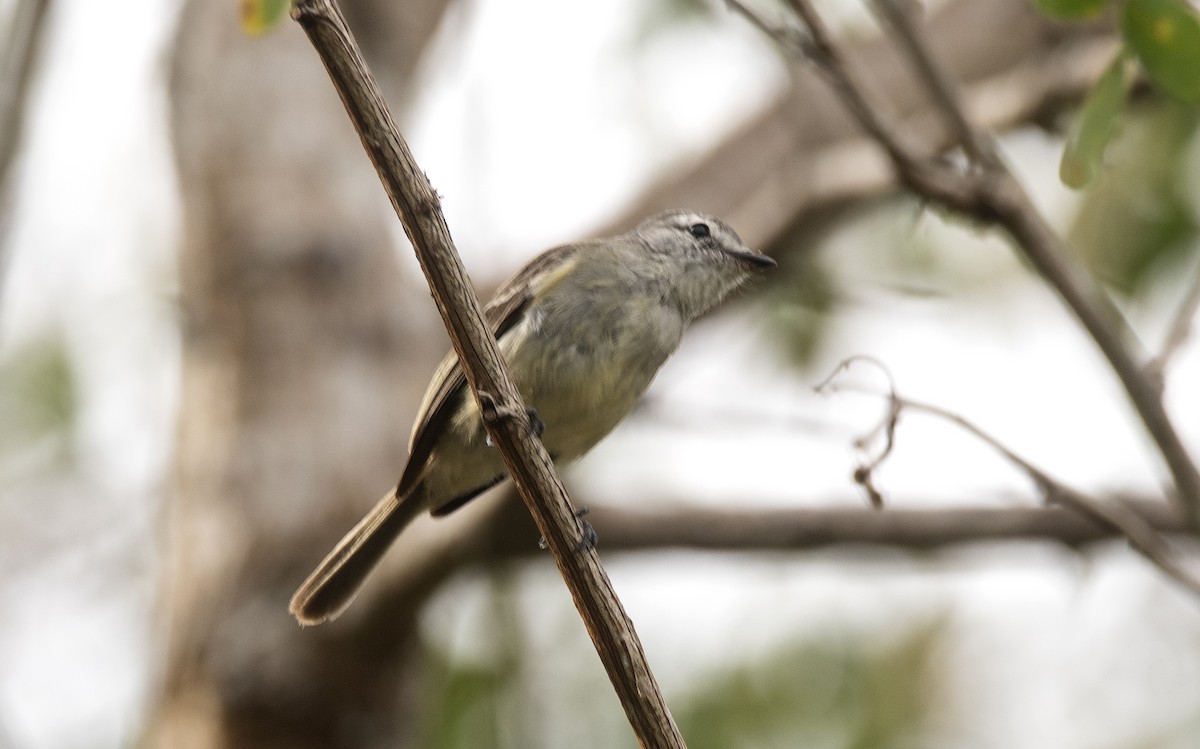 Planalto Tyrannulet - ML646632322
