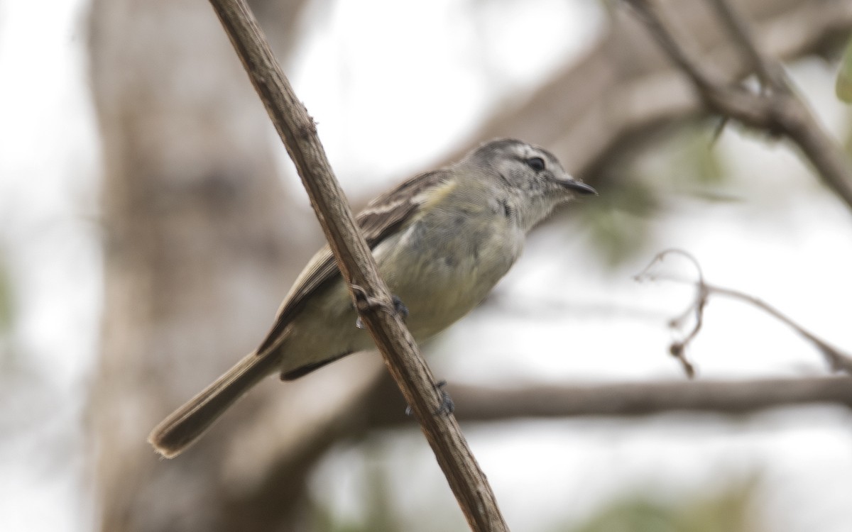 Planalto Tyrannulet - ML646632323