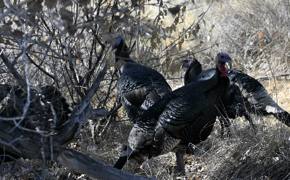 シチメンチョウ - ML646632324