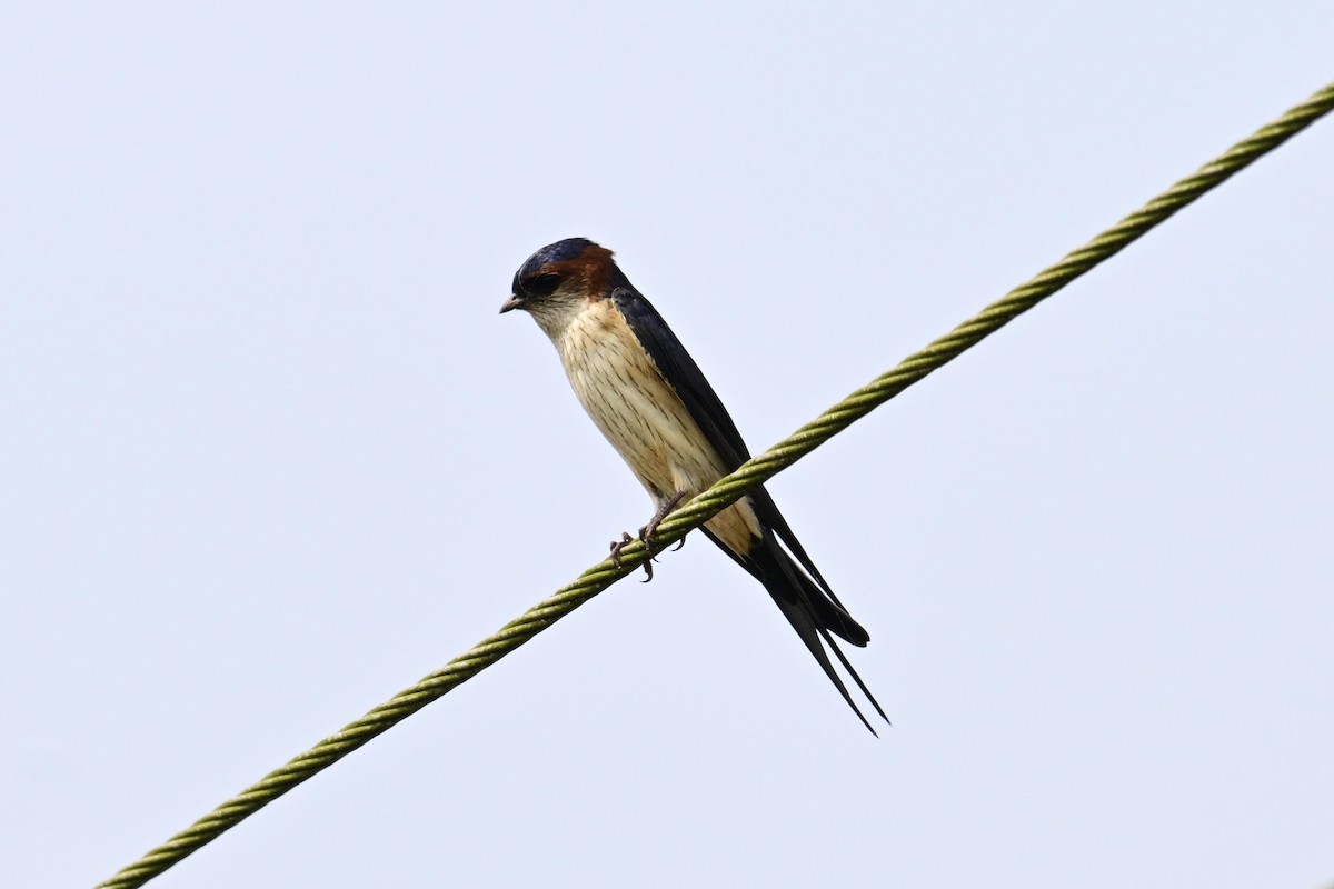 Strichelrötelschwalbe - ML646632325