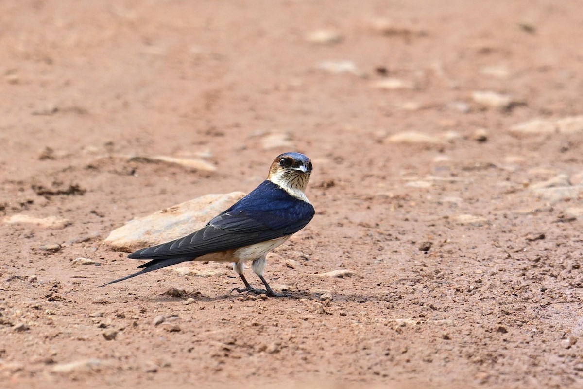 Strichelrötelschwalbe - ML646632326