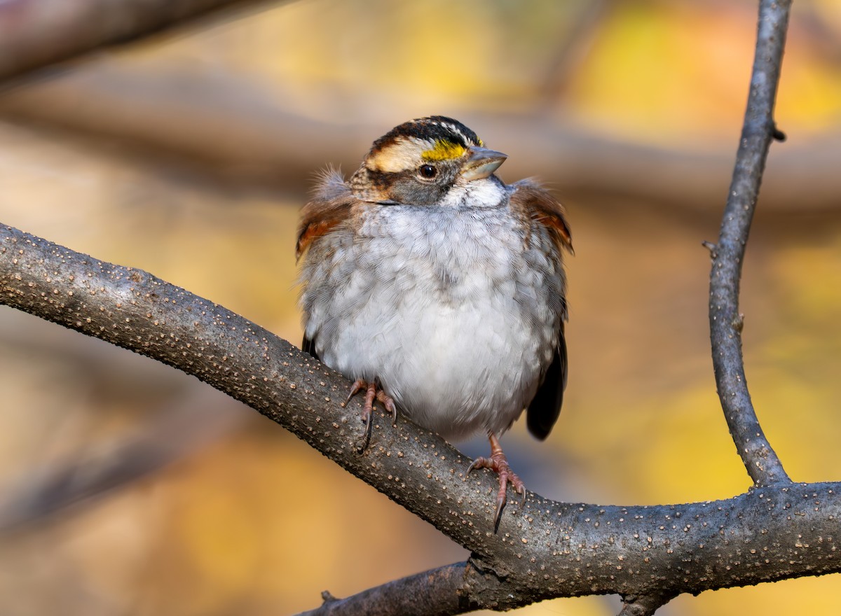 White-throated Sparrow - ML646632327