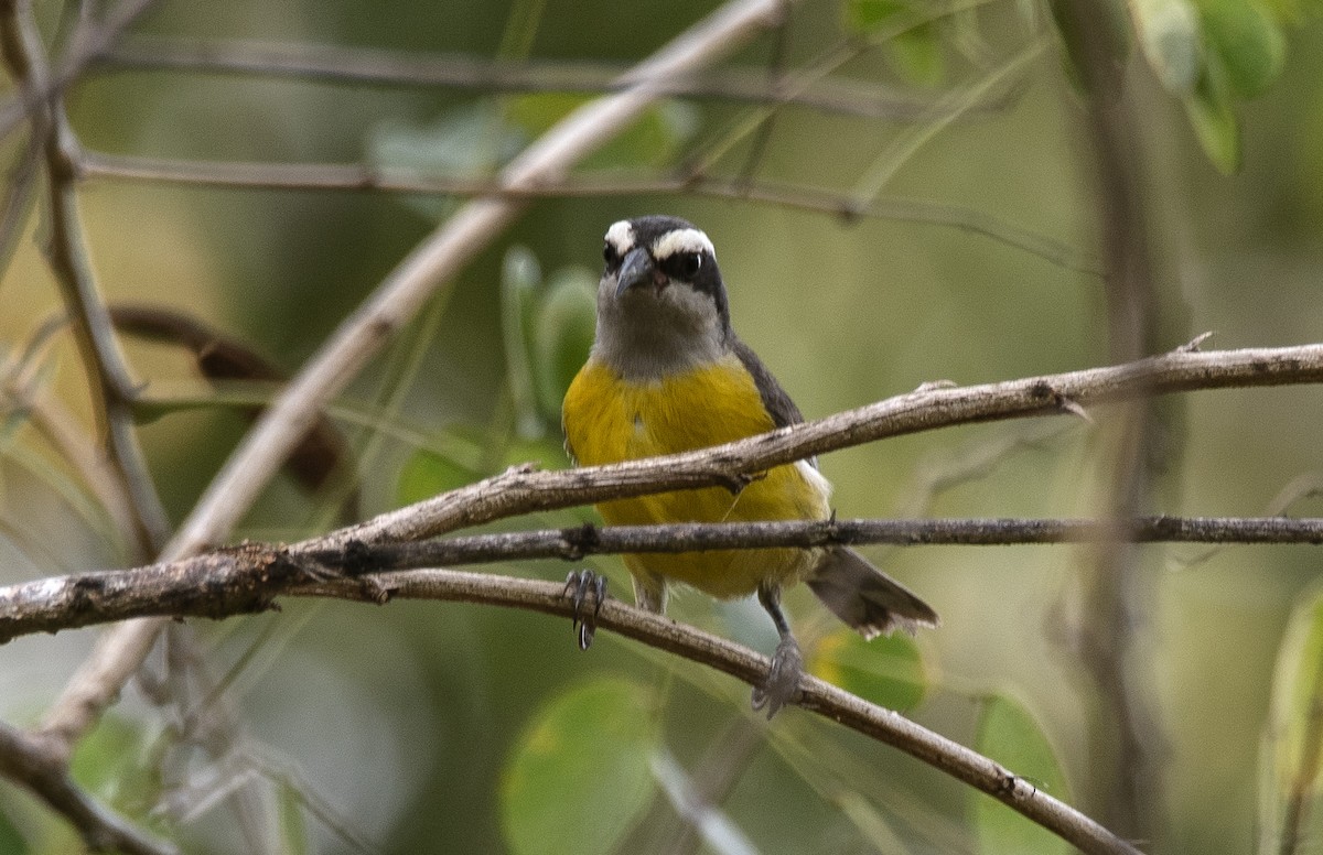 Zuckervogel - ML646632328