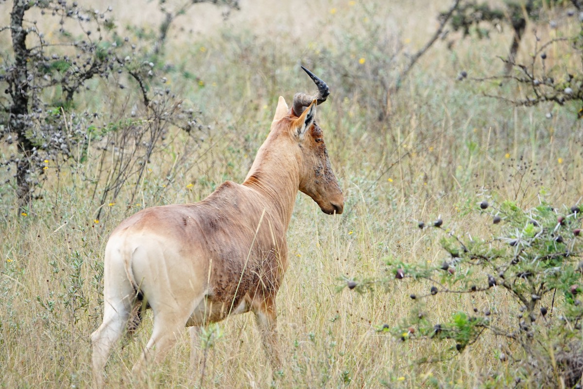 Coke's Hartebeest - ML646632334