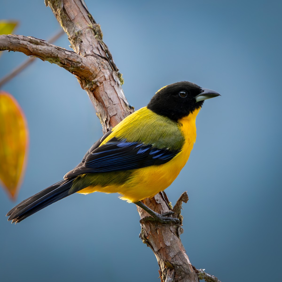 Black-chinned Mountain Tanager - ML646632340