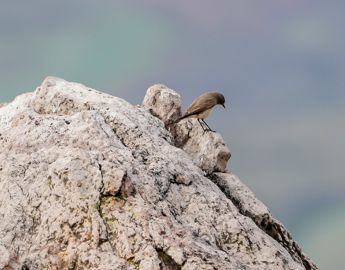 Spot-billed Ground-Tyrant - ML646632345