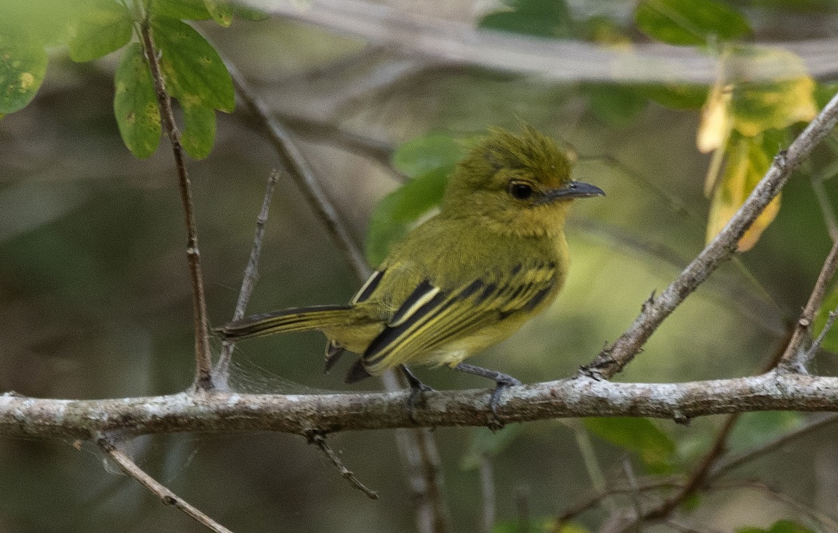 Ochre-lored Flatbill - ML646632347