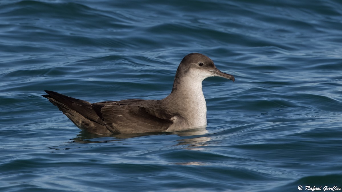 Balearic Shearwater - ML646632348