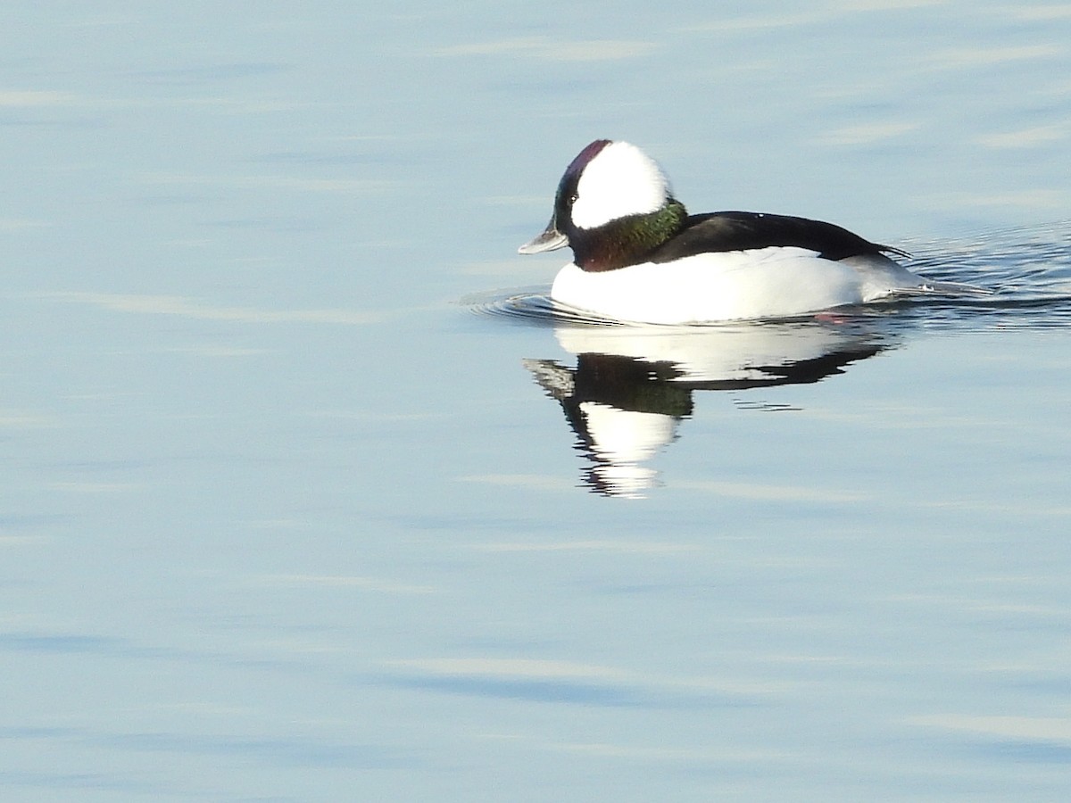 Murgilari buruzuria - ML646632349