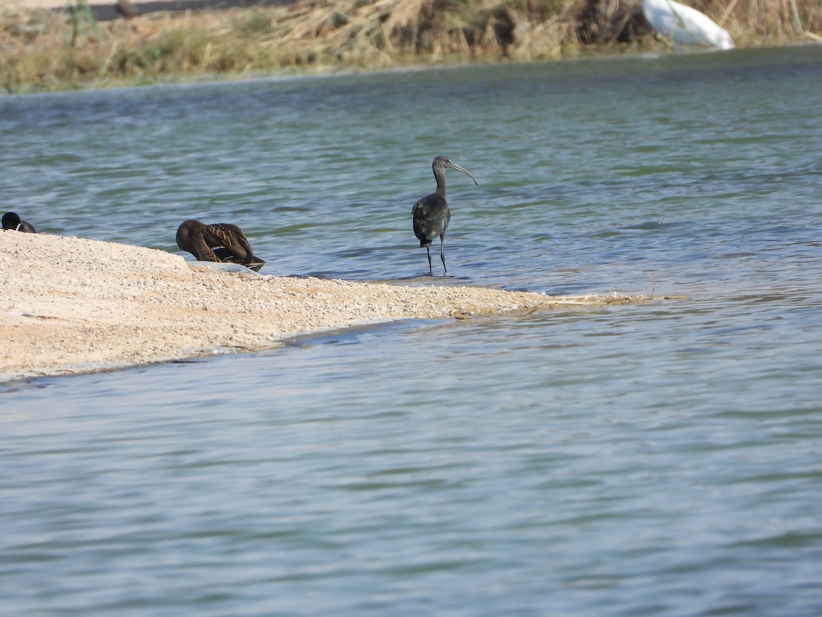 ブロンズトキ - ML646632350