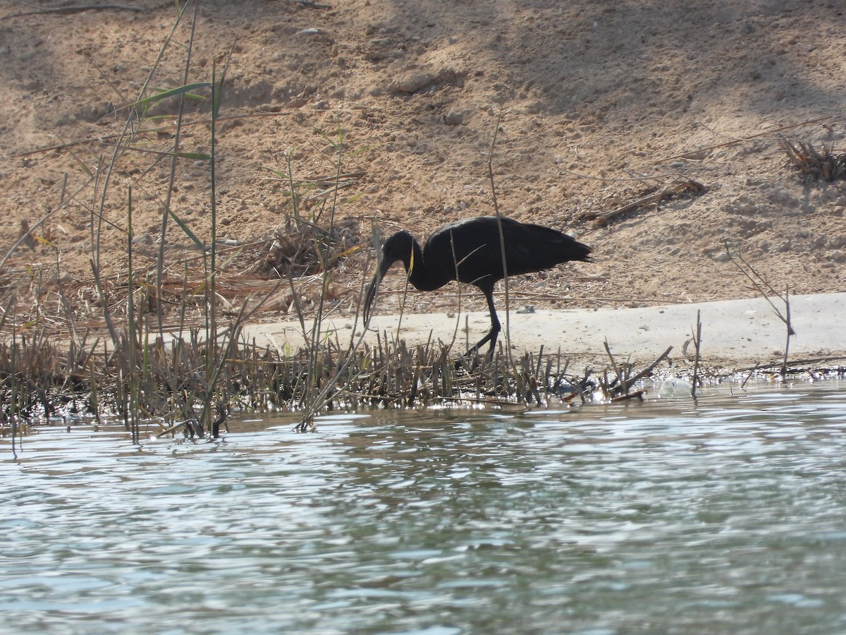 ブロンズトキ - ML646632351