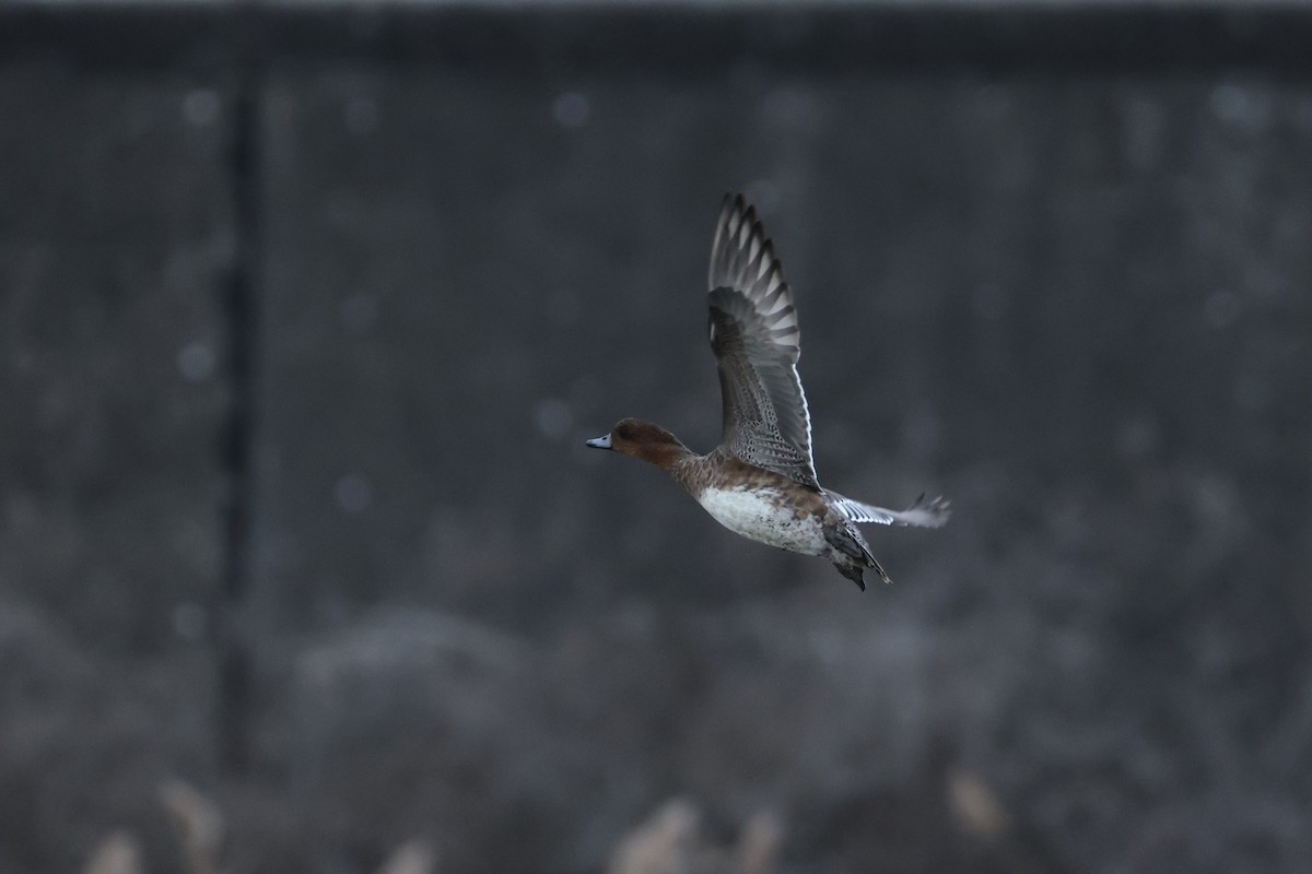 Eurasian Wigeon - ML646632356