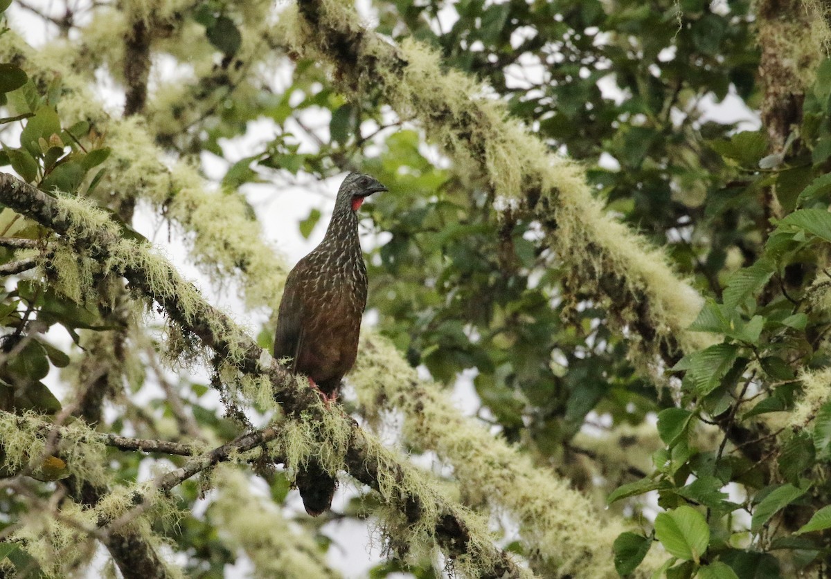 Andean Guan - ML646632357