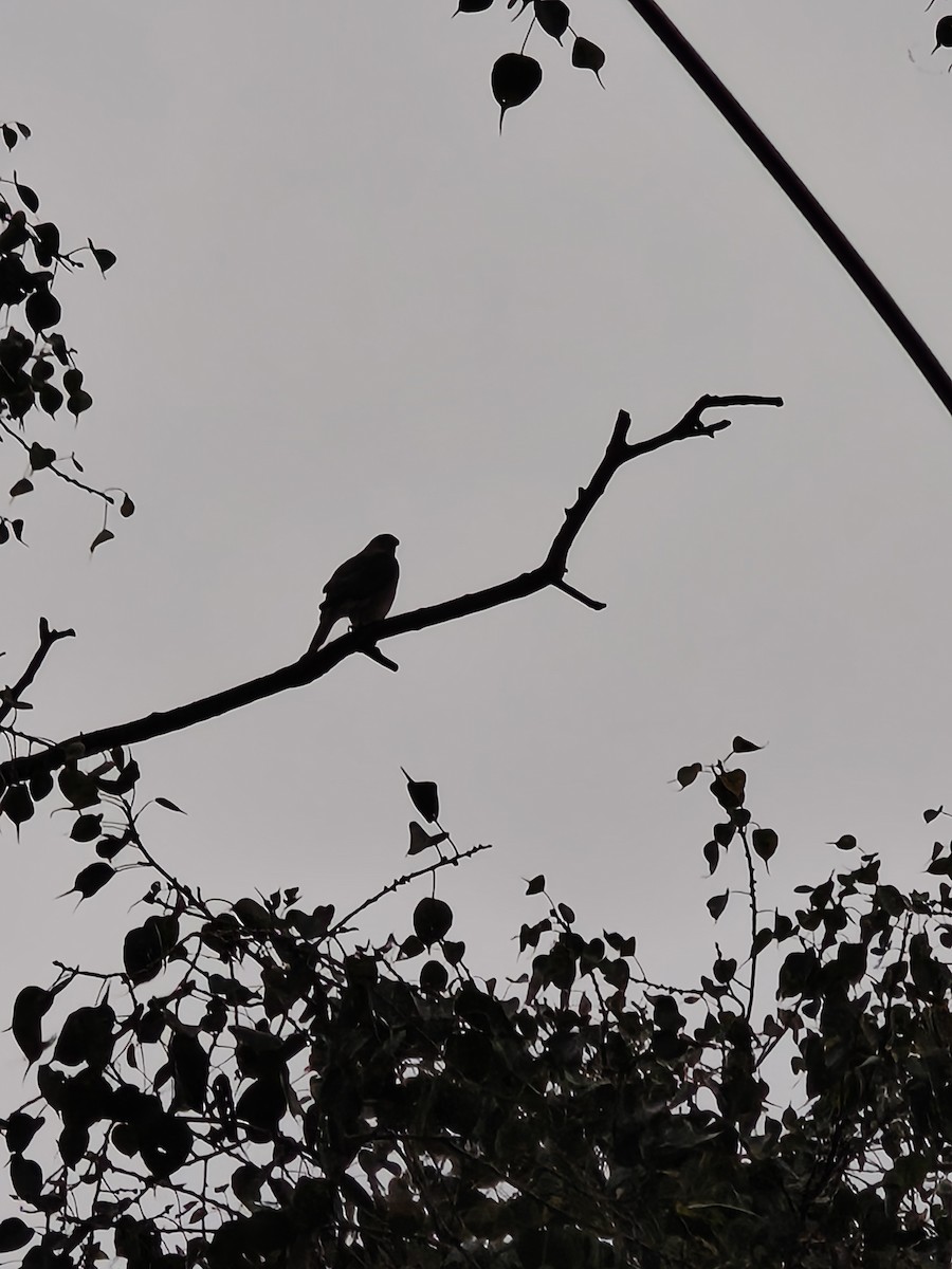 Shikra - ML646632358