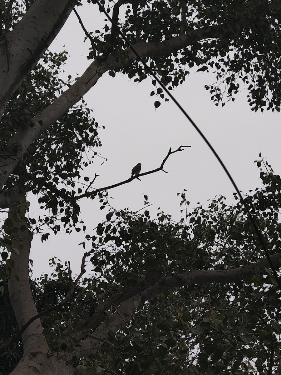 Shikra - ML646632359