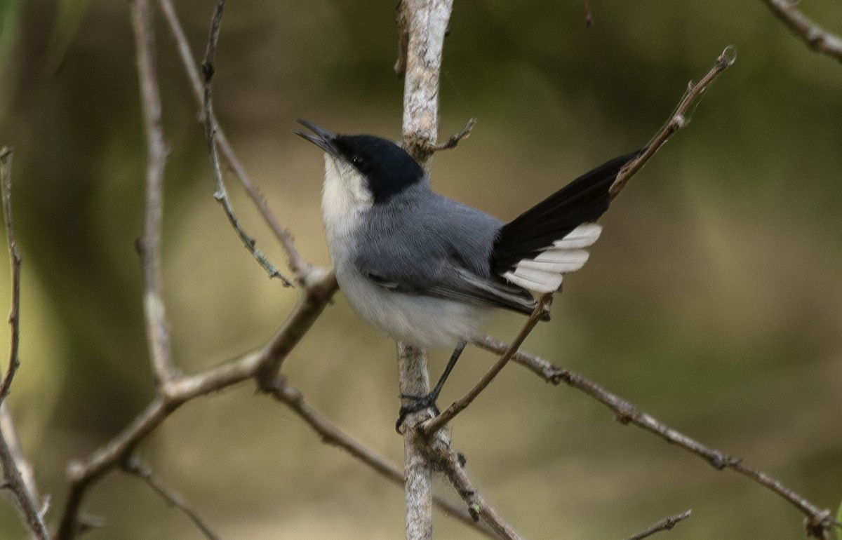 Tropical Gnatcatcher (atricapilla) - ML646632360